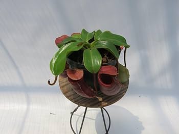 Amazon.co.jp: N.(rajah × mira)BE-3518 × N.veitchii(No.2)× (lowii